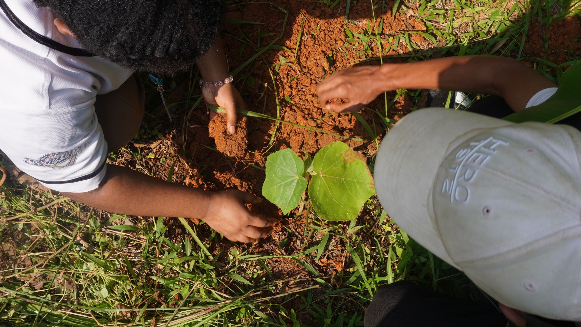 NeraGreen tree planting action