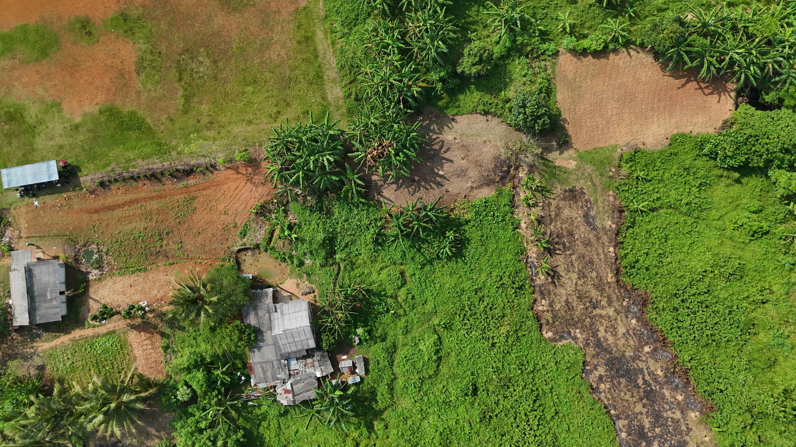NeraGreen environmental field action